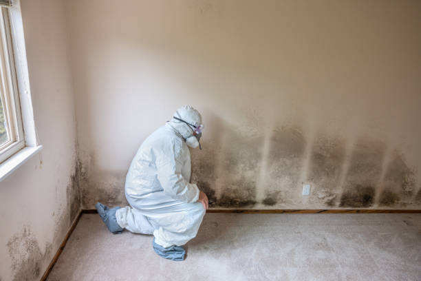 Best Residential Mold Removal  in Tresckow, PA